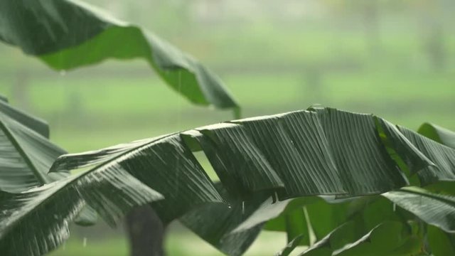 Tropical heavy rain