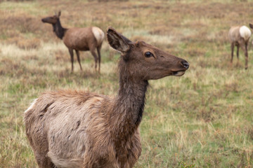 Elk losing its winter coat in Rocky Mountain National Park, Colorado.
