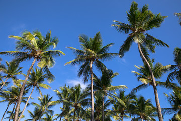 Fototapeta premium Coconut palm trees