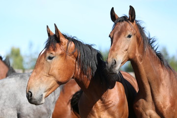 Obraz na płótnie Canvas two young stallions