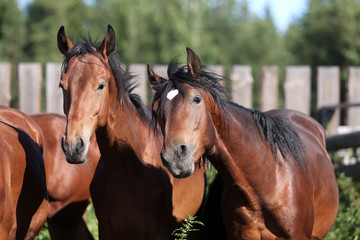 Obraz na płótnie Canvas two young stallions