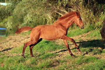 Naklejka premium chastnut filly running free