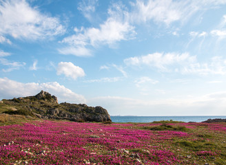 Violet flowers near 