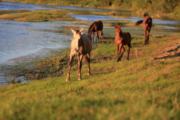 young mares walking free at the riverside