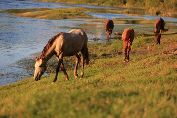 young mares walking free at the riverside