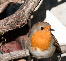 Robin in the garden
