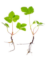 Young seedling of strawberry garden, isolated on white background