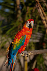 Ave tropical multicolor