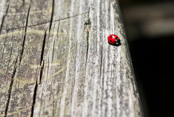 Ladybug on wood