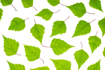 Fototapeta na wymiar Young birch leaves on white background
