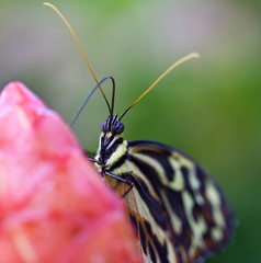 Tiger butterfly on flower feeding