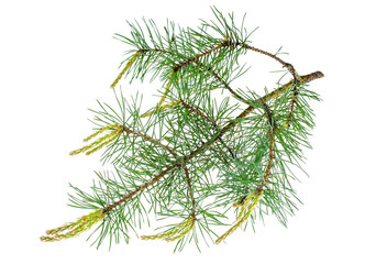 Pine branch with young shoots