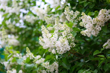 blooming white  lilac
