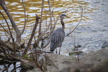Crane Bird Fishing at the River
