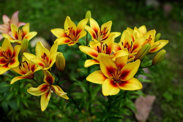 yellow Lily in the garden