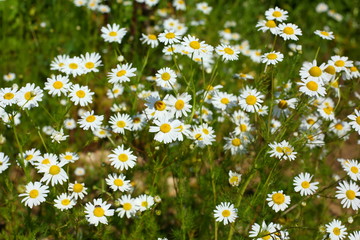 field daisies in the garden