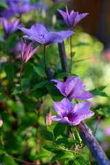 violet clematis