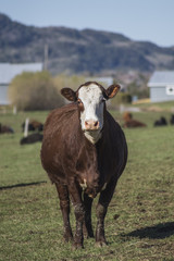 Fototapeta na wymiar Cow in Pasture