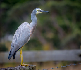 Heron