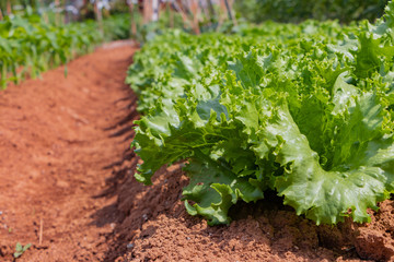 レタス畑