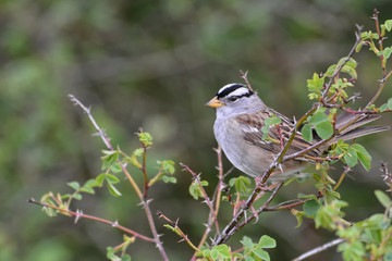 White Crowned Sparrow on a thorny branch
