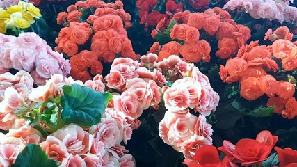 pots of begonias for sale in greenhouse
