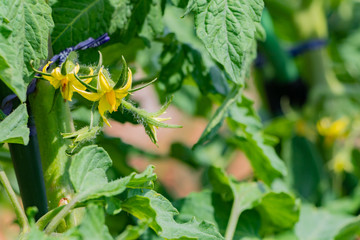 トマト畑　トマトの花　黄色