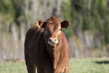 Young Limousin Calf