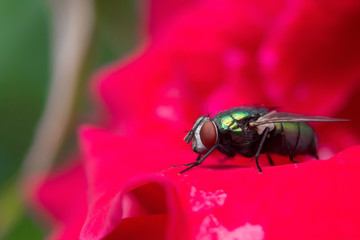 close-up fly on red rose