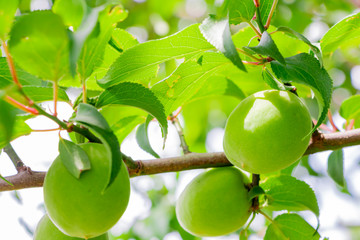 梅の実　梅の木