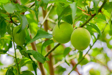 梅の実　梅の木