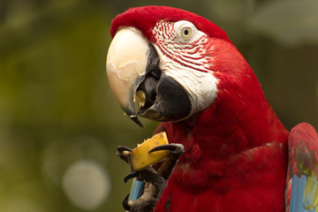 Macaw Red 