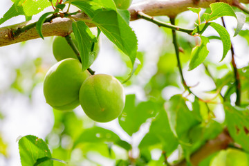 梅の実　梅の木