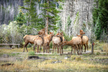 Naklejka na ściany i meble Elk gathering in Rocky Mountian National Park, Colorado