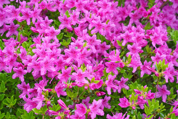 close up on blooming purple rhododendron in spring