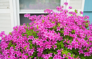 Fototapeta na wymiar blooming purple rhododendron outside house window in spring