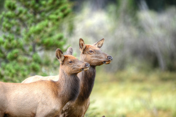 Cow elk in Colorado
