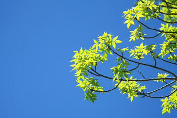new growing green leaves on tree branch