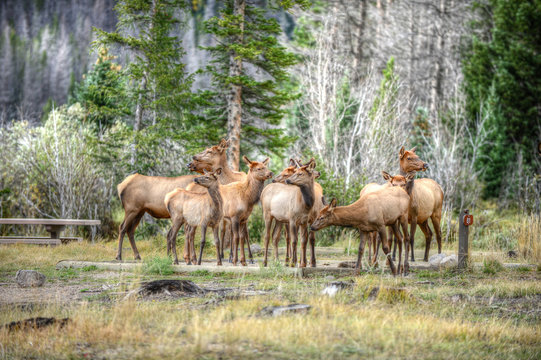 Elk gathering in Rocky Mountian National Park, Colorado © Paul