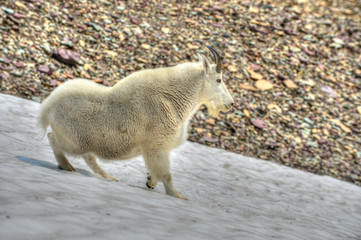 Mountain Goat in Montana