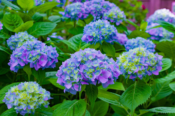 初夏のあじさいの花