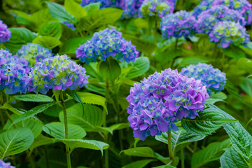 初夏のあじさいの花