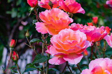 Fototapeta premium バラの花