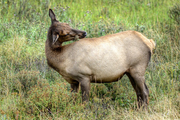 Elk and Bird in Colorado