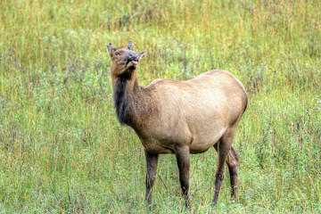 Bird on Cow Elk in Colorado