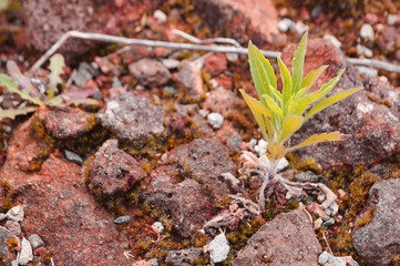 Flor entre rocas.