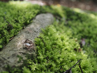 一面に生えたコケと木; 