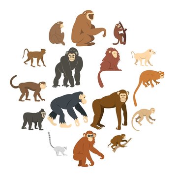 Monkey types icons set in flat style isolated vector illustration
