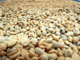 dry coffee seed before delivery to roast in factory