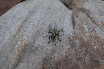  Fly eye orange